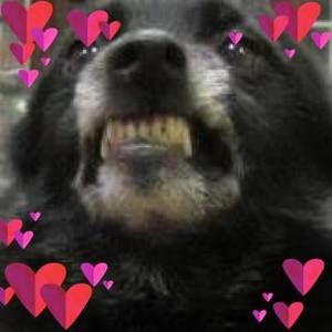 Meet your Posher, Laurie